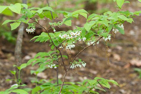 deer burberry|buckberry plant.